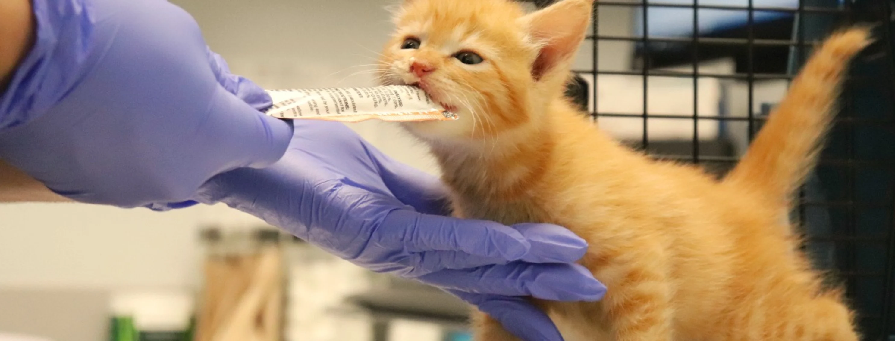 Orange kitten being treated.